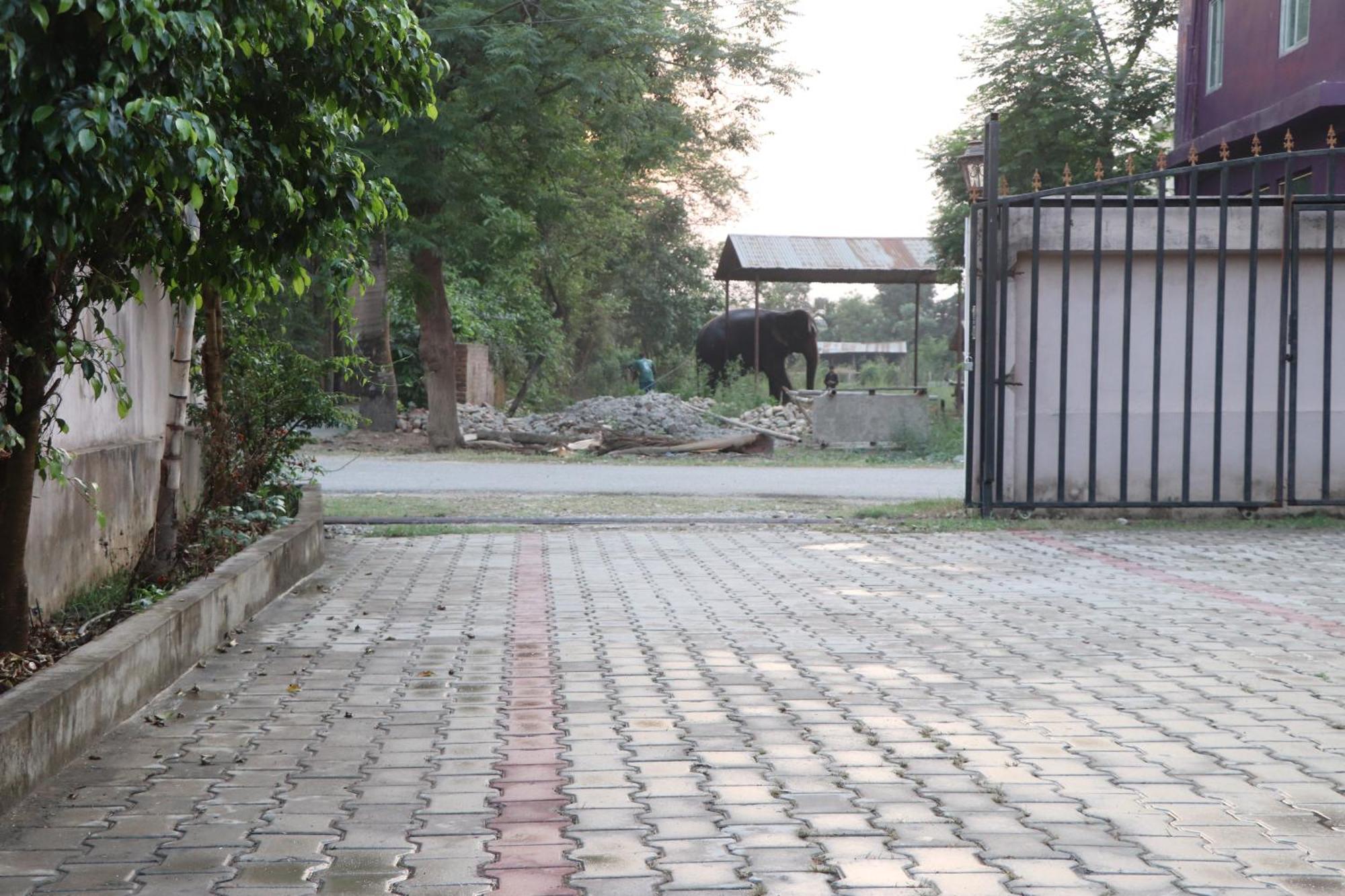 Hotel Flycatcher Chitwan- A Jungle Safari Home Sauraha Bagian luar foto