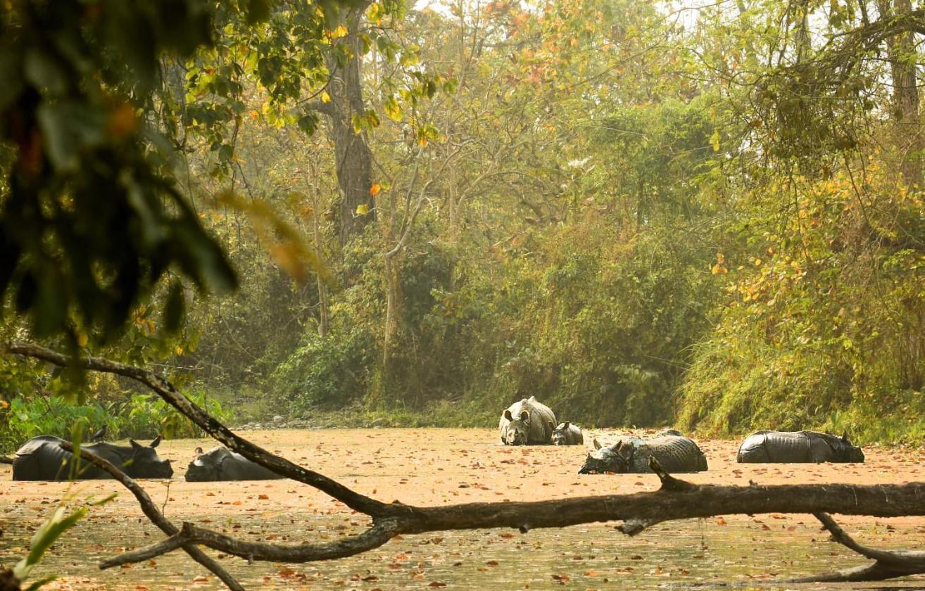 Hotel Flycatcher Chitwan- A Jungle Safari Home Sauraha Bagian luar foto