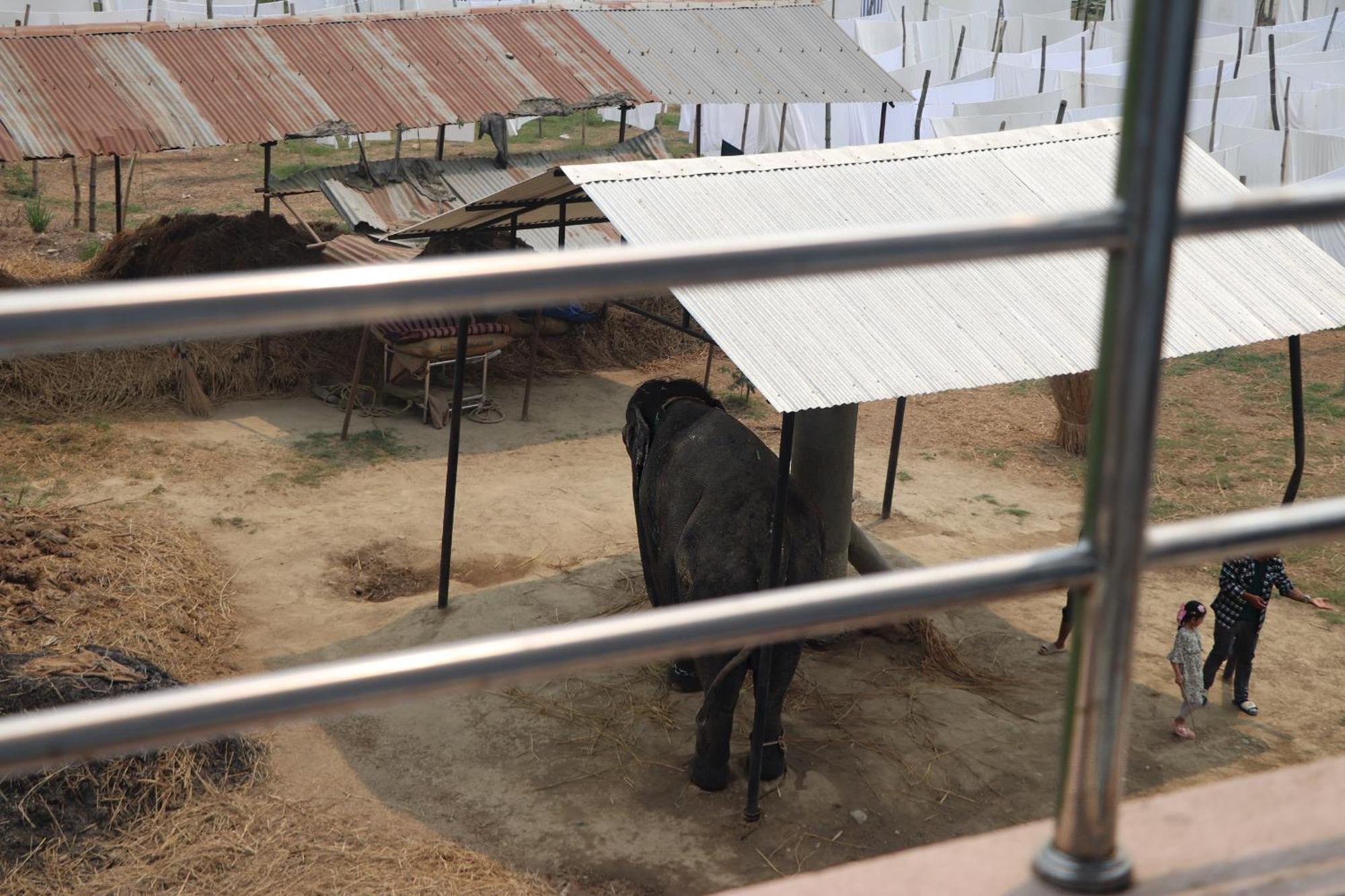 Hotel Flycatcher Chitwan- A Jungle Safari Home Sauraha Bagian luar foto